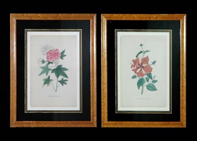 Lot 116 - Artist Unknown THE ORANGE HIBISCUS and...