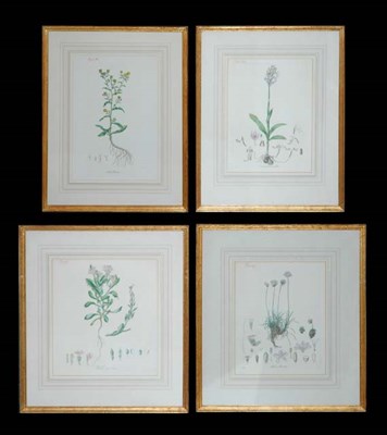 Lot 111 - Artist Unknown [PLANT STUDIES] Six...