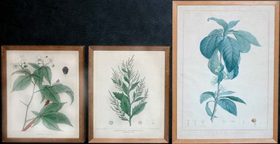 Lot 4116 - After P. J. Redoute CESTRUM CAMPANULATRUM Hand-...