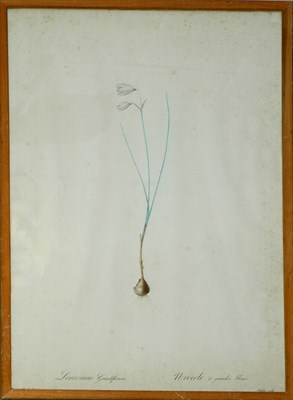 Lot 4110 - After P. J. Redoute LEUCOIUM GRANDIFLORUM Hand-...