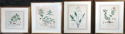 Lot 4100 - Artist Unknown [PLANT STUDIES] Four...