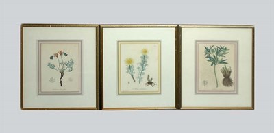Lot 4104 - Hocquart [FLOWER STUDIES] Five hand-colored...