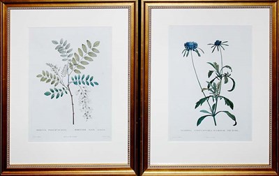 Lot 4099 - After P. J. Redoute ROBINIA PSEUD'ACACIA and...