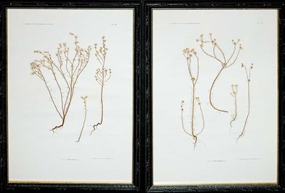 Lot 4103 - Constantin von Ettingshausen and Alois Pokorny...