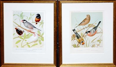 Lot 4105 - After W. Rutledge LINNET, GOLDFINCH, BULLFINCH...