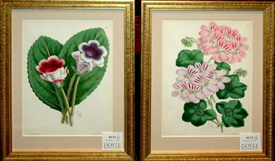 Lot 4111 - J. Andrews [FLOWER STUDIES] Two hand-colored...
