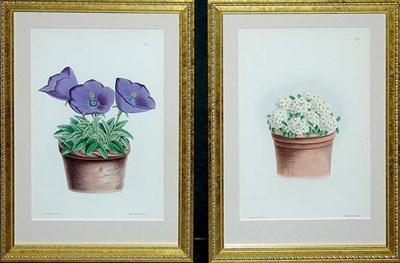 Lot 4120 - J. Andrews [FLOWER STUDIES] Two hand-colored...