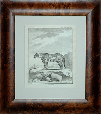 Lot 79 - After De Seve LE JAGUAR Engraving, from Buffon'...