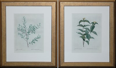 Lot 92 - After Pierre-Joseph Redoute ILEX MYRTUFOLIA...