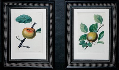 Lot 96 - After Mrs. Withers [APPLE STUDIES] Two...