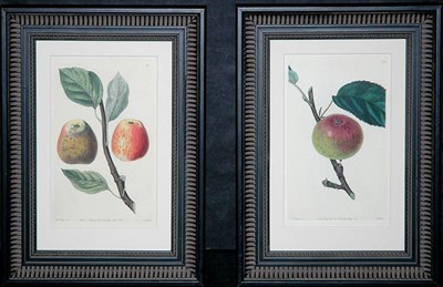 Lot 87 - After Mrs. Withers [APPLE STUDIES] Two...