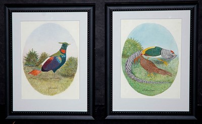 Lot 105 - Artist Unknown AMHERSTFASAN and GLANZHUHN Two...
