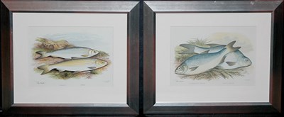 Lot 90 - E.T.W. Dennis POLLAN... and POMERANIAN BREAM...
