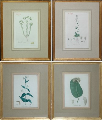 Lot 78 - Hocquart [PLANT STUDIES] Two hand-colored...