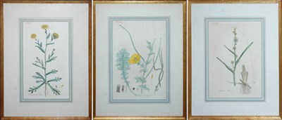 Lot 91 - Artist Unknown [FLOWER STUDIES] Three...