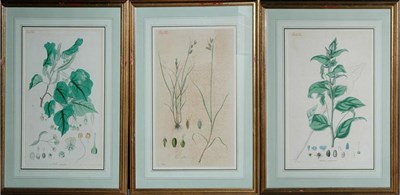 Lot 107 - Artist Unknown [PLANT STUDIES] Three...