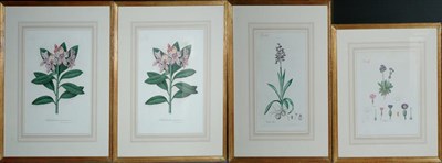Lot 109 - After A. Serantoni RHODODENDRON PONTICUM (2)...