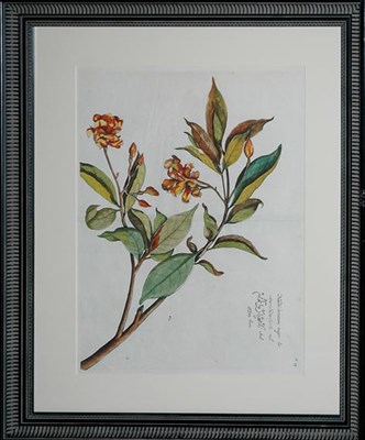 Lot 94 - After Hendrik Adriaan van Rheede [PLANT STUDY]...