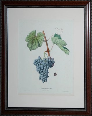 Lot 110 - St. Ange Node GRENACHE, ALICANT...