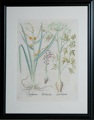 Lot 96 - Basil Besler OROBANCHE, CICUTA...