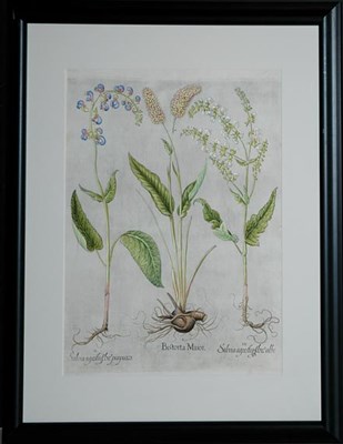 Lot 104 - Basil Besler BISTORTA MALOR, SALVIA AGRESTIS...