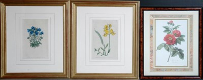 Lot 3127 - After Sydenham Edwards [FLOWER STUDIES] Eight...