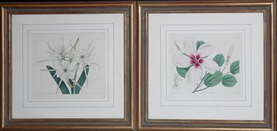Lot 3115 - After Sydenham Edwards [FLOWER STUDIES] Two...