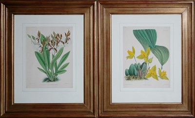 Lot 3120 - John Nugent Fitch [ORCHID STUDIES] Two...