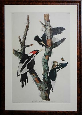 Lot 3124 - After John James Audubon IVORY BILLED...