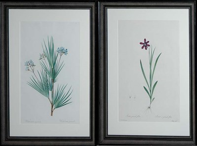 Lot 3121 - After P. J. Redoute WITSENIA CORYMBOSA and...