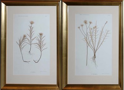 Lot 3132 - Constantin von Ettingshausen and Alois Pokorny...