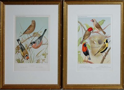 Lot 3128 - After W. Rutledge RED-FACED WEAVER BIRD and...