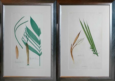 Lot 3136 - After Joao Barbosa Rodrigues BACTRIS EXALTATA...