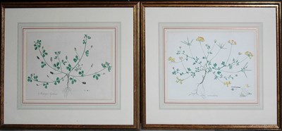 Lot 3117 - After J. Sowerby [PLANT STUDIES] Four...