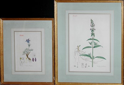 Lot 3137 - Artist Unknown [PLANT STUDIES] Four...