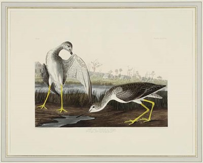 Lot 2306 - After John James Audubon TELL-TALE GODWIT OR...