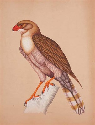 Lot 41 - K. Kumar 20th Century Red-Tailed Hawk Perched...