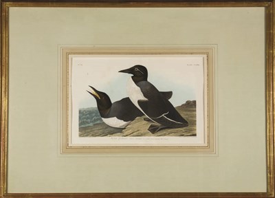 Lot 2304 - After John James Audubon FOOLISH GUILLEMOT...