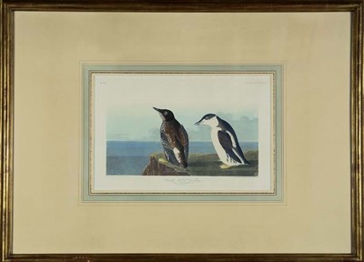 Lot 2307 - After John James Audubon SLENDER BILLED...