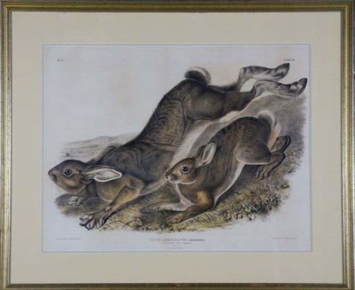 Lot 2308 - After John James Audubon NORTHERN HARE...