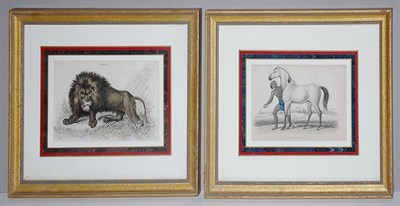 Lot 4117 - William H. Lizars FELIS LEO Hand-colored...