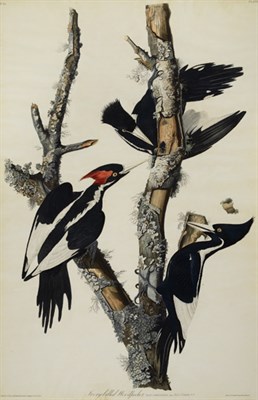 Lot 2302 - After John James Audubon IVORY-BILLED...
