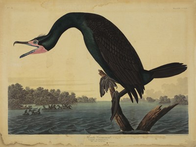 Lot 2305 - After John James Audubon FLORIDA CORMORANT;...