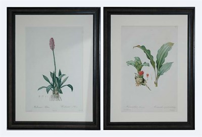 Lot 4097 - After Pierre-Joseph Redoute HELONIAS BULLATA...