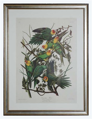 Lot 4105 - After John James Audubon CAROLINA PARROT Color...