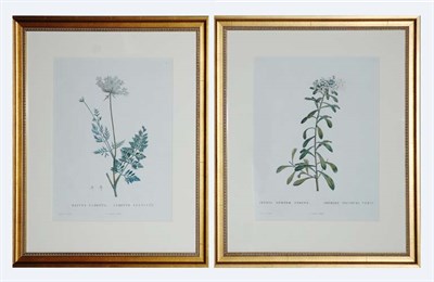 Lot 4107 - After Pierre-Joseph Redoute IBERIS SEMPTER and...
