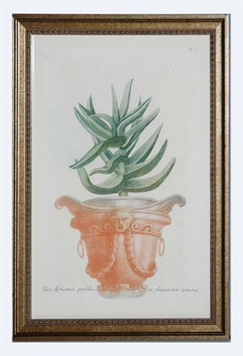 Lot 4092 - After Johann Weinmann ALOE AFRICANA PERFOLIA......