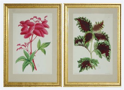 Lot 4120 - J. Andrews [FLOWER STUDIES] Two hand-colored...
