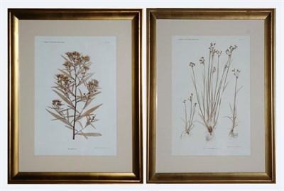 Lot 4116 - Constantin von Ettingshausen and Alois Pokorny...