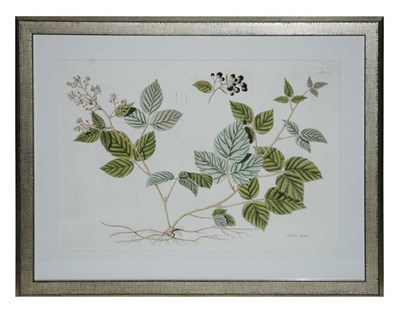 Lot 4109 - Artist Unknown RUBUS HIRTUS Hand-colored...